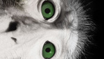Funky Monkey Graphics